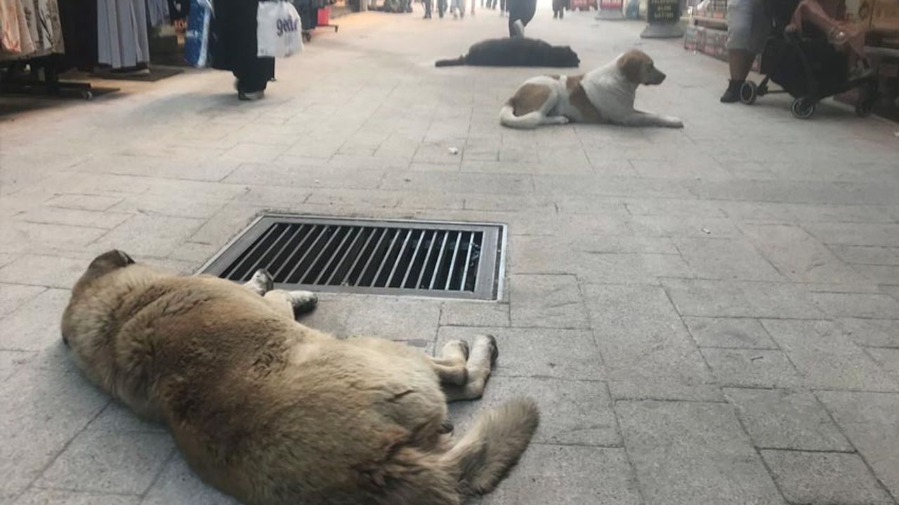 Belediye ilk adımı attı Sokak köpekleri için geçici barınma alanı