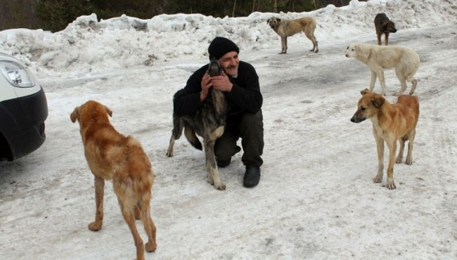 Sokak köpekleri için haftanın 3 günü 30 kilometre yol gidiyor