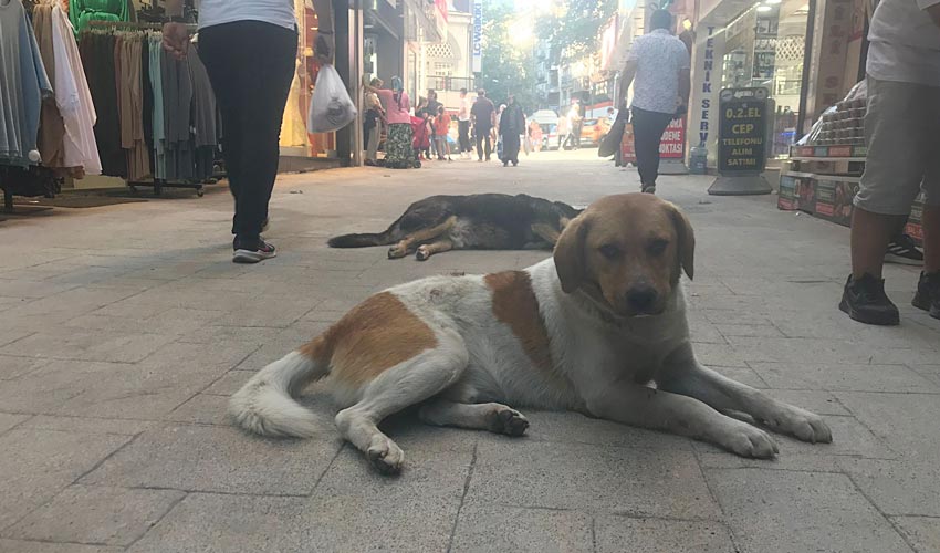 Toptancılar Sokağı hayvan barınağına döndü Zonguldak Pusula Son