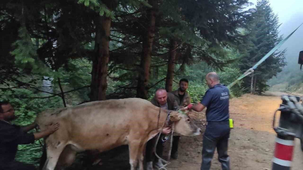 Dere yatağına giren inek itfaiye ekiplerince kurtarıldı