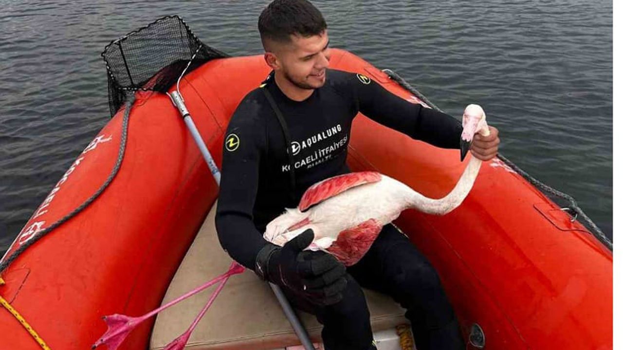 Mahsur kalan yaralı flamingoyu itfaiye kurtardı