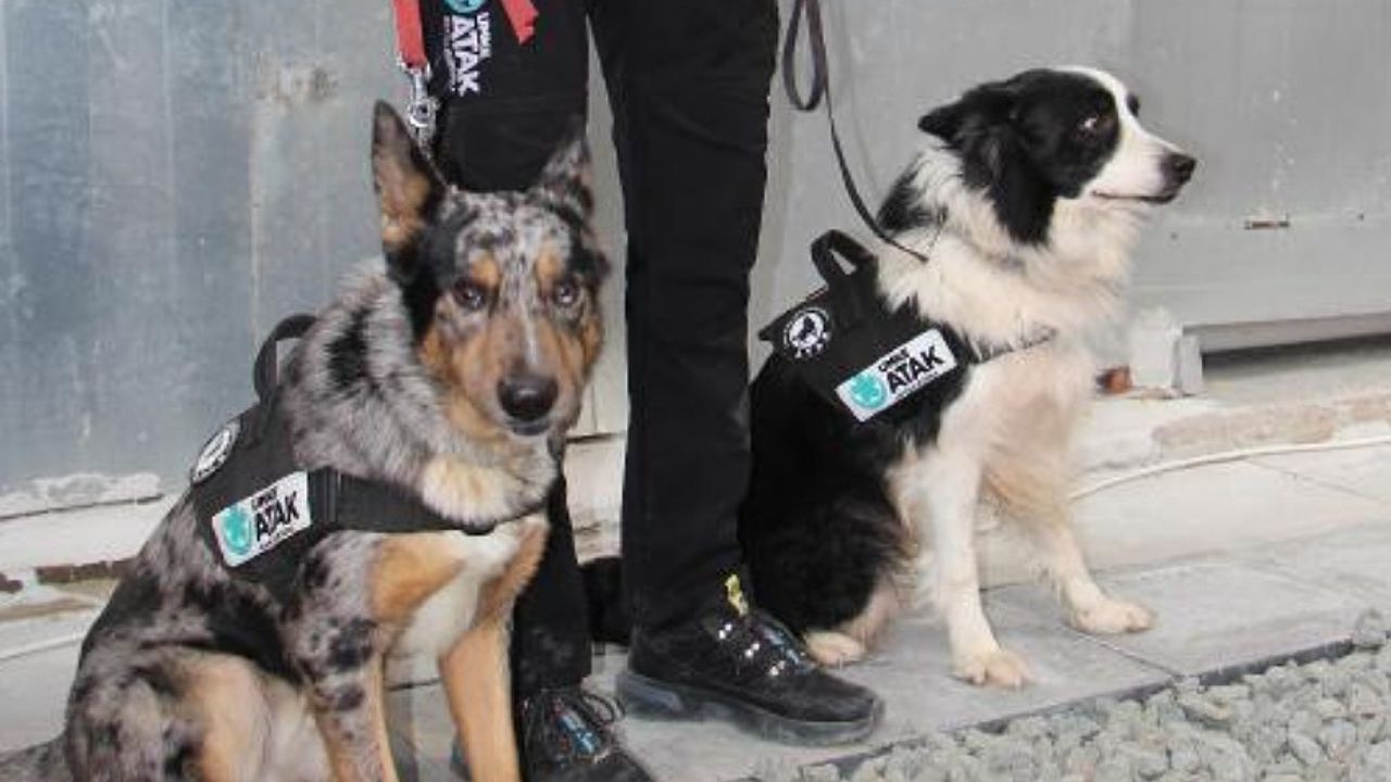 UMKE’nın arama kurtarma köpekleri 'Buddy' ve 'Shollie'