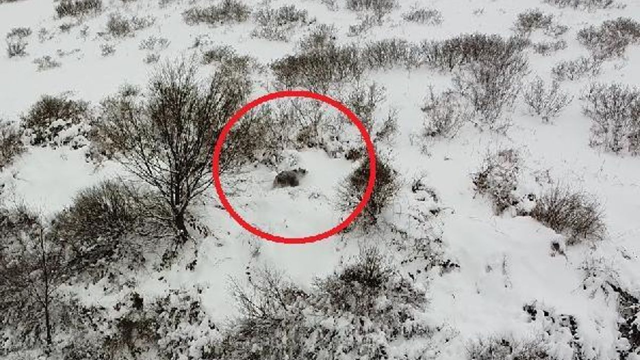 Kış uykusuna yatamayan ayı, dronla görüntülendi