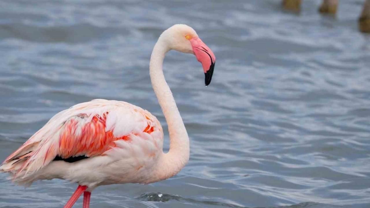 Körfez son dönemde sayıları artan flamingolarla şenlendi