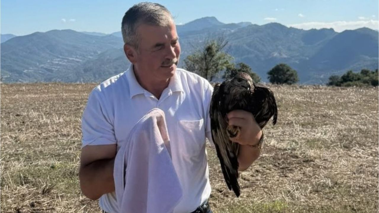 Sıcak asfalta yapışan şahin, muhtarın müdahalesiyle kurtarıldı