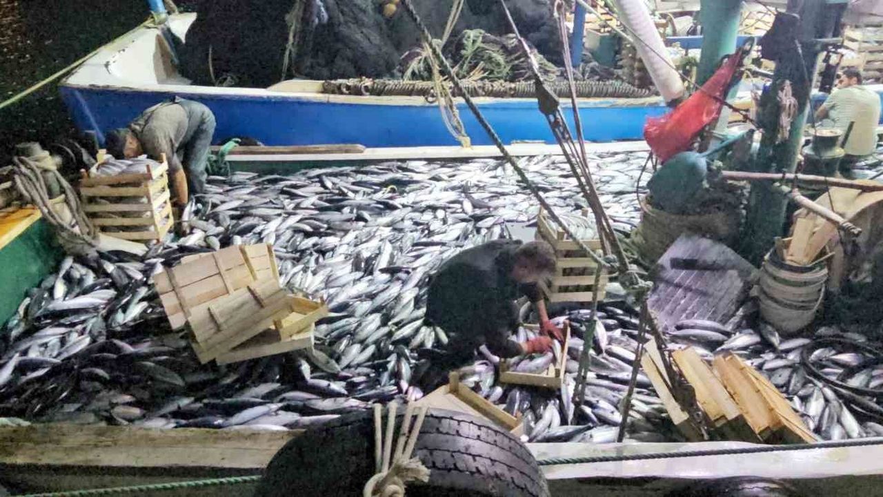Karadeniz'e palamut bereketi sürüyor: Kasa kasa palamutla limana dönüyorlar