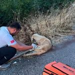 Yolda yaralı köpeğe ilk müdahaleyi sağlık ekipleri yaptı