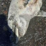 Yunus balığı karaya vurdu