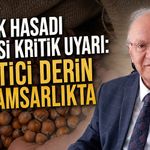 Fındık hasadı öncesi kritik uyarı: Üretici derin karamsarlıkta