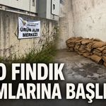 TMO fındık alımlarına başlıyor