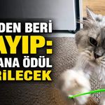 Dünden beri kayıp: Bulana ödül verilecek