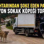 Köy muhtarından şoke eden paylaşım: 8 kamyon sokak köpeği toplatıldı