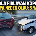 Yola fırlayan köpek kazaya neden oldu: 5 yaralı