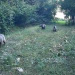 Ormanlarda yaban hayvanları fotokapanlara yansıdı