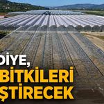 Belediye, süs bitkileri yetiştirecek
