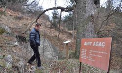 Asırlık fındık ağacı yıllara meydan okuyor