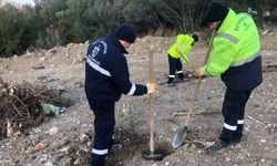 Bir yılda 124 bin 779 fidan toprakla buluştu