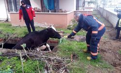 Su dolu çukura düşen inek, lahanayla kurtarıldı