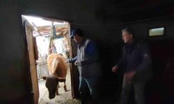 Bartın’da şap hastalığının aşılamasında sona gelindi