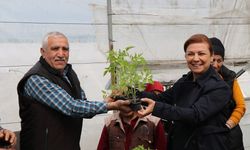 Safranbolu’da halka maniye fideleri dağıtılıyor