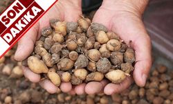 Fındığı bırakıp bunu ekiyorlar, tohumunu bulan zengin oluyor