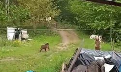 Bahçesine giren ayıları böyle kovdu