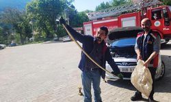 Otomobilin motoruna yılan girdi, gören hem şaşırdı hem korktu