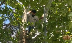 Ağaca çıkan şahıs kelepçelenip hastaneye gitmek istedi