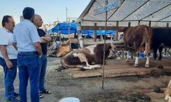 "İstanbul’a sevk edilen kurbanlıkların yüzde 60’ı satıldı"