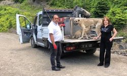 Yaylada ölüme terk edilen köpekler koruma altına alındı