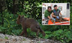 Yavru ayı "Tuti" doğaya salındı