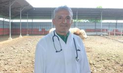 Veteriner hekimler şiddete sessiz kalmadı