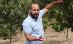 Kızılcıkta hasat zamanı
