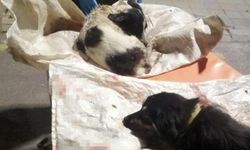 Köpekleri çuvala konup işkence yaptılar