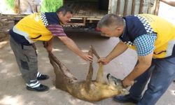 Yaralı halde bulunan karaca tedavi altına alındı