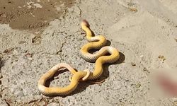 Zonguldak'ta 2 metre boyunda yılan: Tüyler ürpertici 