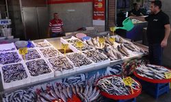 Hamsi bolluğu yaşanıyor: Kilosu 50 liraya düştü