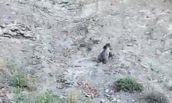 Aç kalan bozayı ve yavruları yola indi