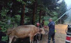 Dere yatağına giren inek itfaiye ekiplerince kurtarıldı