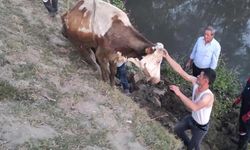 Derede mahsur kalan inek, vinç yardımıyla kurtarıldı