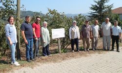 İyi tarım uygulamalarıyla üretilen fındığın hasadı başladı
