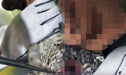 Kursağı yırtılan atmaca tedavi edildi