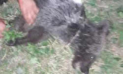 Ayağı kırılan yavru ayı tedaviye alındı