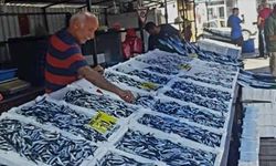 Hamsi Düzce de 20, Zonguldak’ta 50 lira
