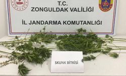 Ormanlık alanda skunk bitkisi ele geçirildi