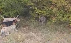 Vaşak ve köpekler karşı karşıya geldi: O anlar kamerada