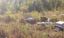 Ayı, iki arı kovanını parçaladı
