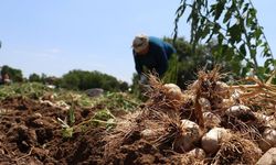 Sarımsak, üreticinin beklentisini karşılamadı