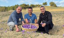 Safran hasadı başladı