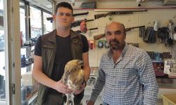 Tedavisi tamamlanan kartal, doğaya salındı